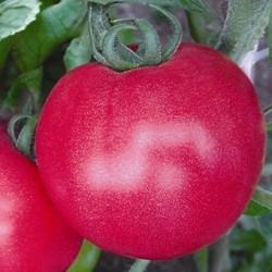 供应珍秀-番茄种子