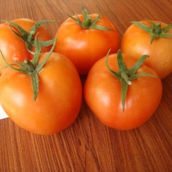 供应红艳601—番茄种子