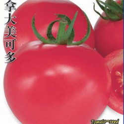 供应加拿大美可多—番茄种子