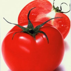 供应以色列红宝石—番茄种子