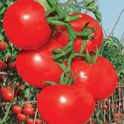 供应奥利斯特—番茄种子