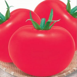 供应圣尼亚粉王—番茄种子