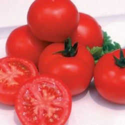 供应加拿大尼可多—番茄种子