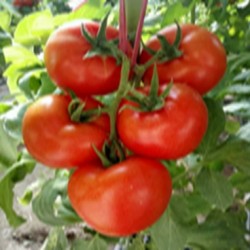 供应景优318—番茄种子