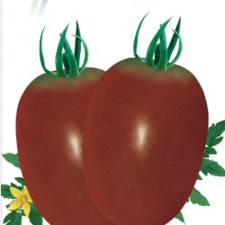 供应阿紫-番茄种子