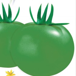 供应阿绿-番茄种子