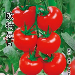 供应欧特曼—番茄种子