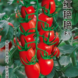 供应红艳艳—番茄种子