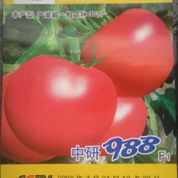 供应中研988F1—番茄种子