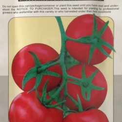 无线美（高抗线虫）—番茄种子