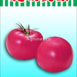 供应魔域桃源—番茄种子