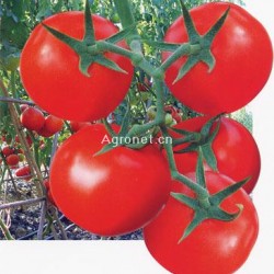 供应铁沙龙（以色列番茄）——番茄种子