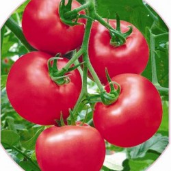 供应薇瑞斯—番茄种子