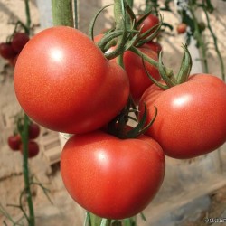 供应博瑞—番茄种子