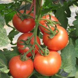 供应菲亚特—番茄种子