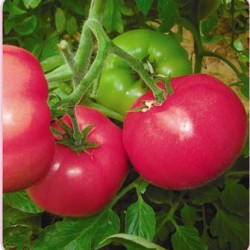 供应东洋—番茄种子