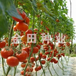 供应红琳娜—番茄种子