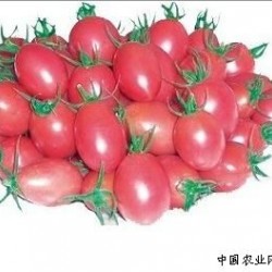 供应贵妃(千禧类型)－番茄种子