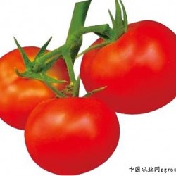 供应莫妮卡601－番茄种子