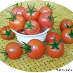供应黛妃－番茄种子