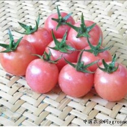 供应黛丽－番茄种子