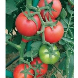 供应斯嘉丽626－番茄种子