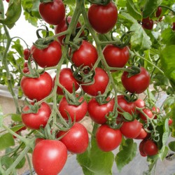 供应朱莉—番茄种子