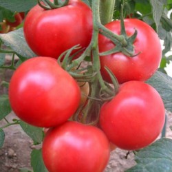 供应凯迪拉—粉果大番茄种子
