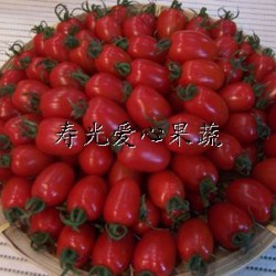供应礼品套菜——樱桃西红柿