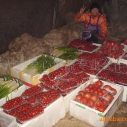 供应套菜、绿色套菜、寿光套菜（番茄）