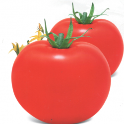 供应美国大红宝——番茄种子