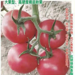 供应宝石14号—番茄种子