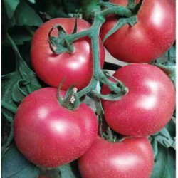 供应奥粉拉德K16—番茄种子