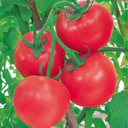 供应兰盾—番茄种子