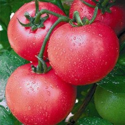 供应兰特—番茄种子