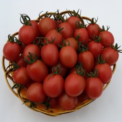 供应农富803粉果小番茄—番茄种子