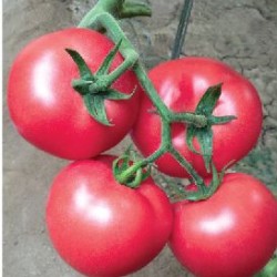 供应宝石12号—番茄种子
