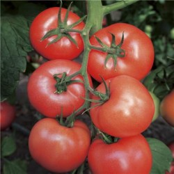 供应欧福--番茄种子