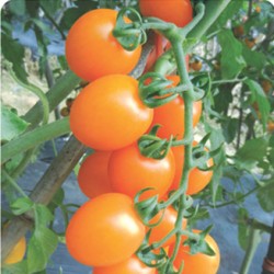 供应金秋—番茄种子