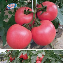 供应沃粉316番茄(HYBRID)