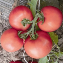供应沃粉8号—番茄种子