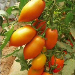 供应沃德黄冠—番茄种子