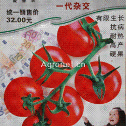 供应金刚王303—番茄种子