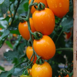 供应农富1268小番茄—番茄种子