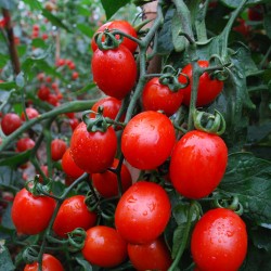 供应农富849小番茄—番茄种子