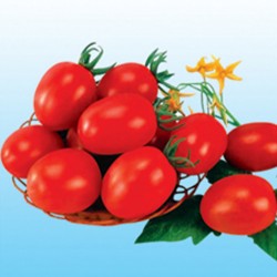 供应艳妃——番茄种子