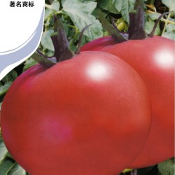 供应强丰白果—番茄种子