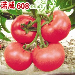 供应诺威608-番茄种子