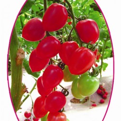 供应丽娜F1-番茄种子