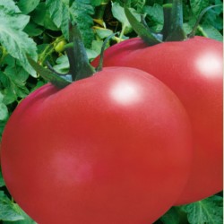 供应超级白果强丰—番茄种子